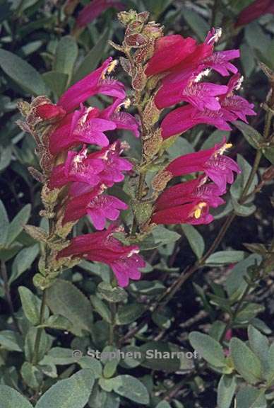 penstemon newberryi 4 graphic